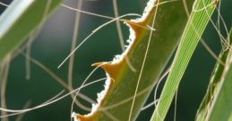 Thorns