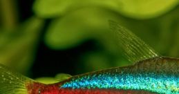 Tetra