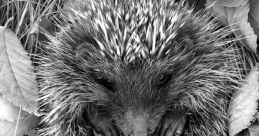 Hedgehog