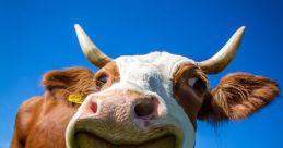 Smiling cow with comical expression grazing in a sunny field under a blue sky, embodying a lighthearted farm scene.