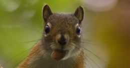 Squirrel