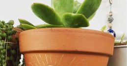 Pot