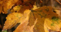 Leafs Leafs and effects to download and play.