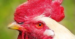 Gallo