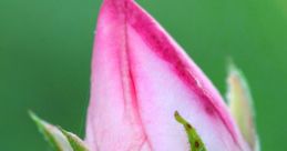 Bud