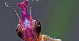 Bugs