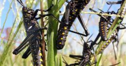 Locust