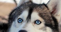 Husky