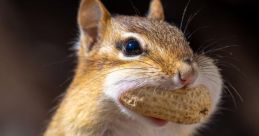 Chipmunk