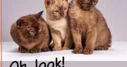 Kitten Cat Text To Speech Again