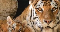 Mom Tiger