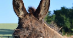 Burro