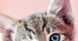 Adorable tabby kitten with striking blue eyes, perfect for showcasing charm and charisma. Ideal for pet lovers and enthusiasts.