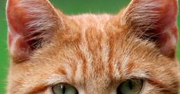 Close-up of an orange cat with striking green eyes, showcasing its curious expression and alert demeanor. Perfect for cat lovers.