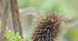 Spikey