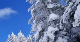Neve