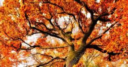 Tree Tree and effects to download and play.