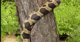 Snake