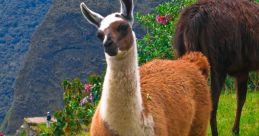 Llama