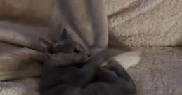 I'm not Scratchy