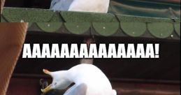 Aaaaaaaaaaaaaa
