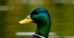 Duck 🦆