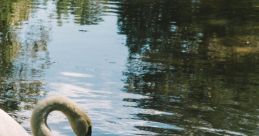 Duck 🦆