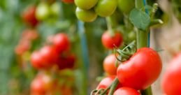 Tomatoes Tomatoes and effects to download and play.