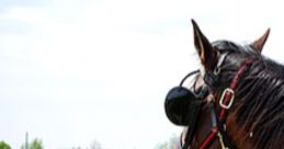 Chestnut horse adorned with gear, surrounded by colorful banners in a lush green setting, showcasing equestrian event spirit.