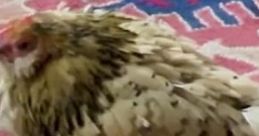 THE CHICKEN WILL CLUCK THE WORLD IS ENDING *cluck*