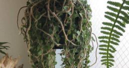 Michrogrosma