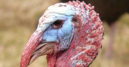 Turky
