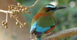 Pajaro