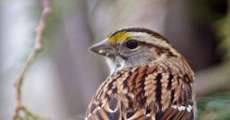 Sparrow