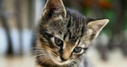 Kitten