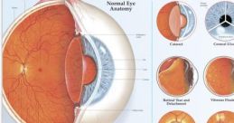 Eye