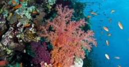 Coral