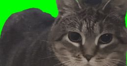 Playful tabby cat with wide eyes on a bright green background, showcasing its curious and adorable nature.