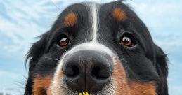 Happy Bernese Mountain Dog with a dandelion in its mouth, showcasing a playful, cheerful expression outdoors.