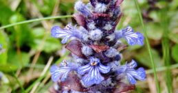 Bugle