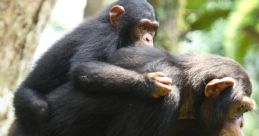 Chimp