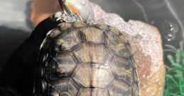 Rrturtle Rr