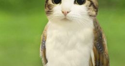 Meowl the Melonpi