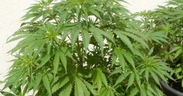 Marihuana
