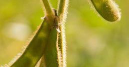 Soybeans