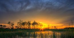 Sunet
