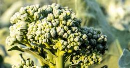Broccoli from Nowhere!