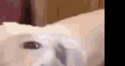 What The Dog Doing