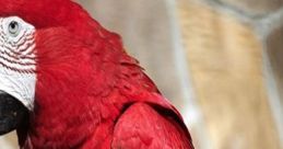 ببغااااغغ٥