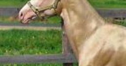Horse char a
